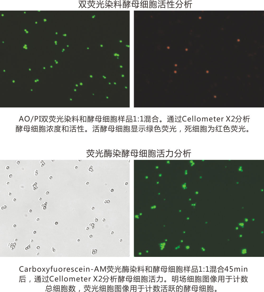 yeast FL cell counting-2.png yeast FL cell counting-2.png